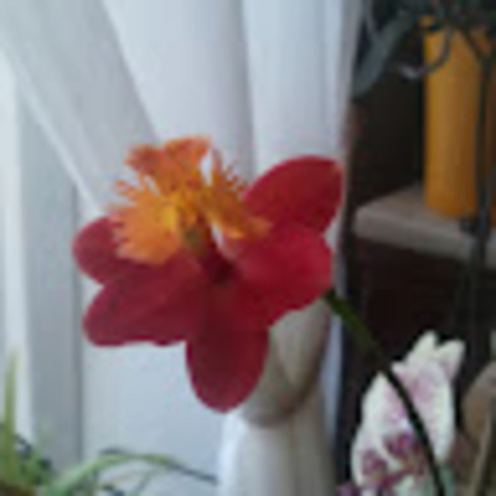 Meet your Posher, Melanie